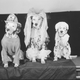 Illustration for article titled Even In The 1900s, Humans Were Obsessed With Photos Of Dogs In Clothes